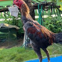 ซุ้ม หนุ่มชายเขาฟาร์ม