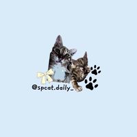 Spcat.daily_