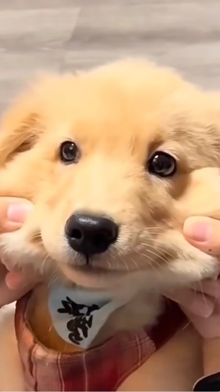 พี่โบ้มาแล้วน้องๆๆๆ 🐶🐶