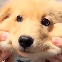 พี่โบ้มาแล้วน้องๆๆๆ 🐶🐶