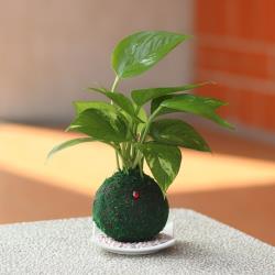 Light+Bio 開運綠苔玉-黃金葛