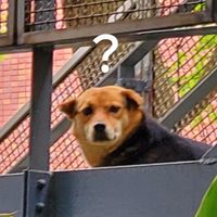 帥哥給照群