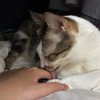 Petdaily 毛孩日常