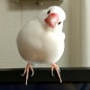 文鳥飼ってる学生さん、おいで！