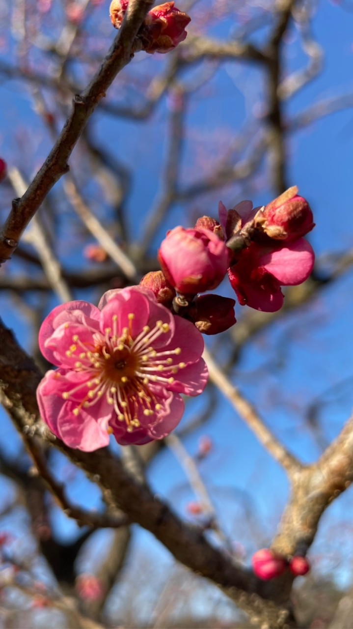 鶴舞う形の群馬県‼️雑談から恋バナまで🌻