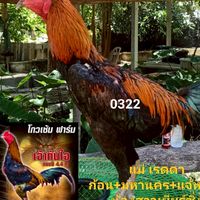 ส.โกศลนวกิจ