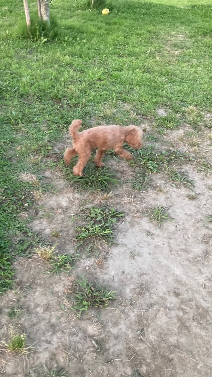 東海4県🐶犬と暮らす人の部屋✨