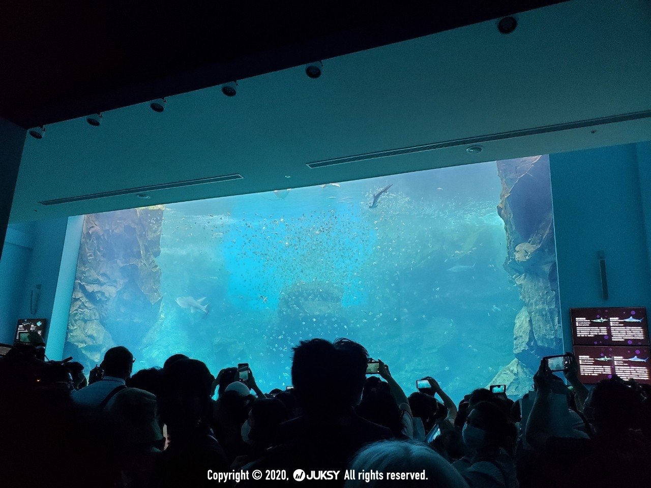 水母萬花筒太夢幻 桃園xpark 水族館 7 大重點懶人包 企鵝 海豹 水豚狂賣萌 Line購物