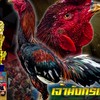 ซุ้มยิ่งเจริญ สวนอากงฟาร์ม