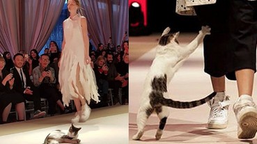 超可愛意外！這隻貓咪突然闖入時裝秀 在伸展台上抓模特兒想找人玩！