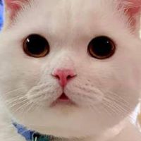 喵喵轉圈圈