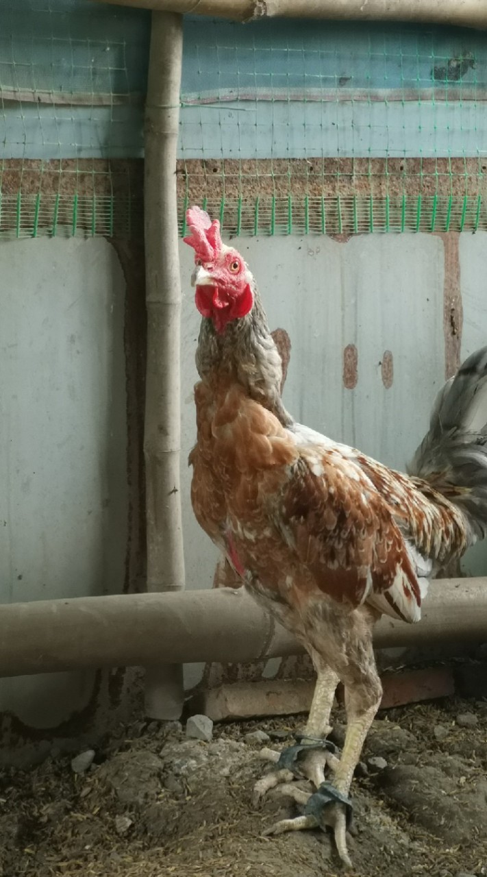 ซุ้มไก่ชน ซ. สวัสดี​