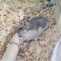 ひらちゃんの気まぐれオプチャ２月