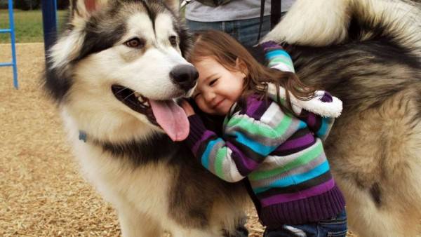 Mengenal 7 Fakta Alaskan Malamute Sering Salah Dikira Siberian Husky