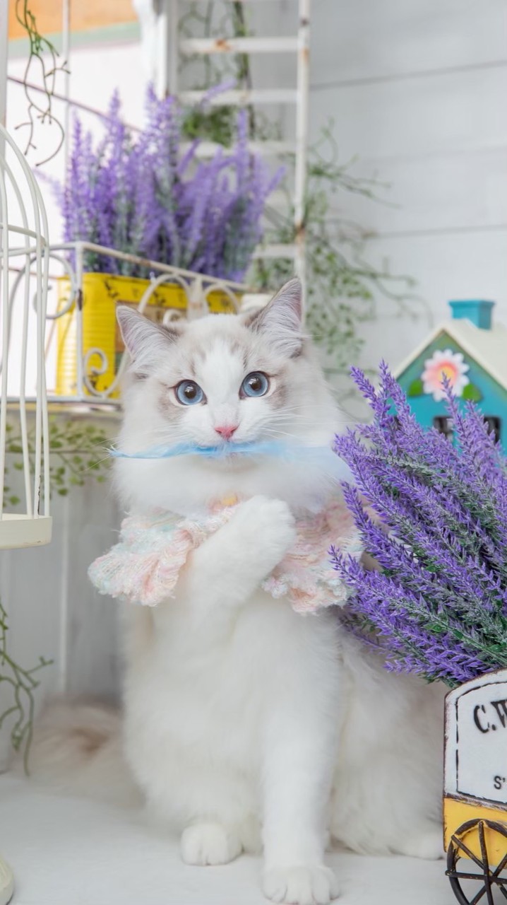 ★雙寶姐姐手滑群