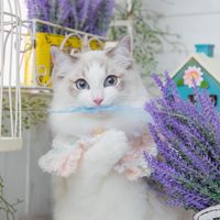 ★毛小孩討論群