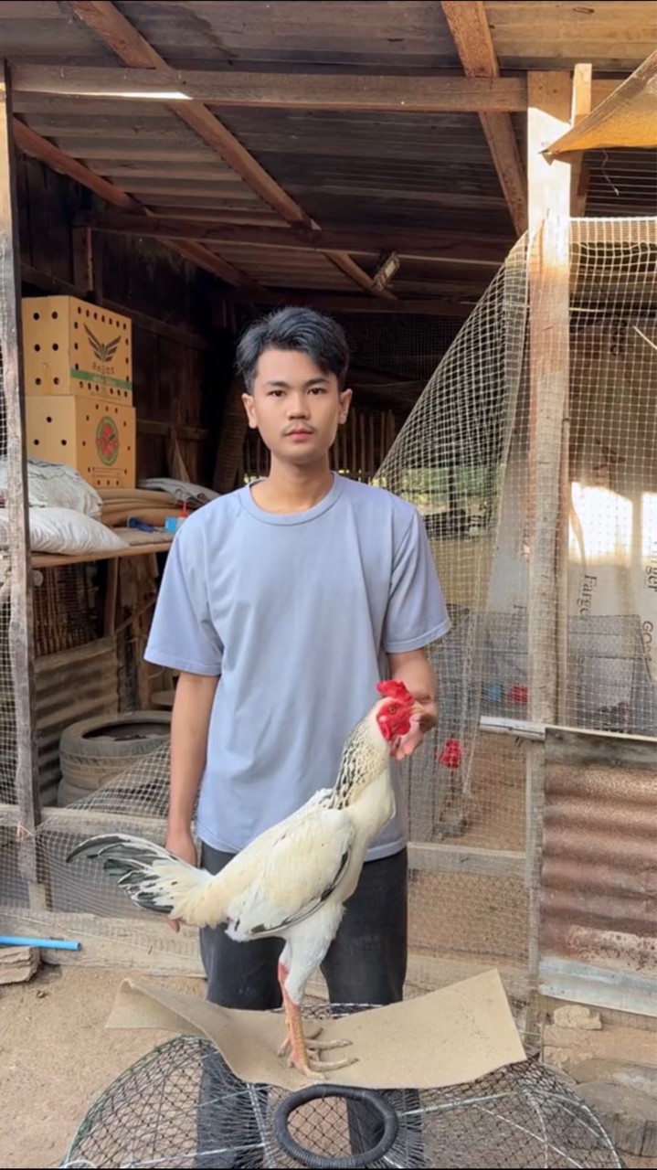 อ.อานุภาพ ฟาร์ม (สังกัด ไก่ชนเยียร์หลังบ้าน_101🐓)
