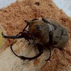 昆虫好き集まれー