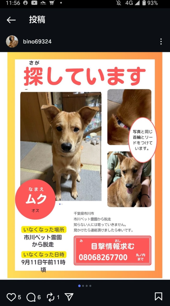 千葉県市川市ムクくん捜索