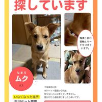 千葉県市川市ムクくん捜索