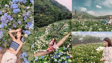 超難得！陽明山海芋田與繡球花同時盛開，4個超夯熱門打卡點幫你搜出來！