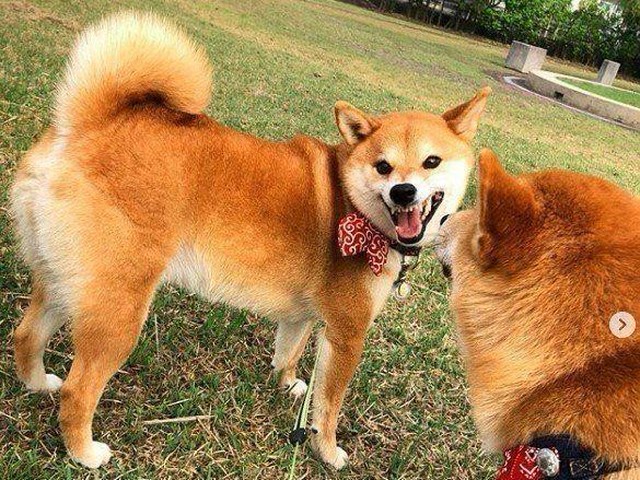 怒ってるだけじゃない 犬が ムキ顔 をする理由とは いぬのきもちnews