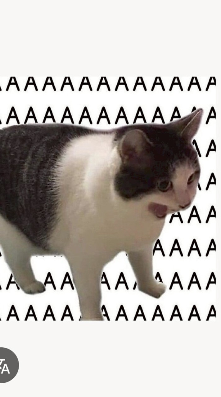 AAAAAAAAAAAAAAAAAAAAA แมววว