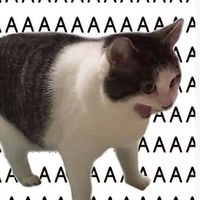 AAAAAAAAAAAAAAAAAAAAA แมววว