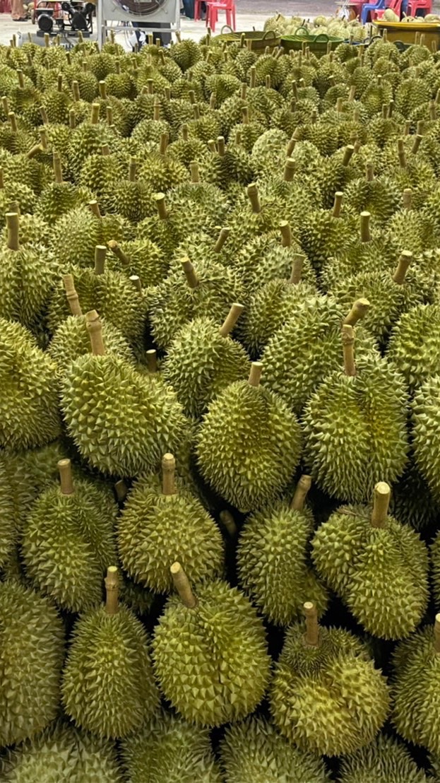 ขายทุเรียนพรีเมี่ยมเกรดส่งออก