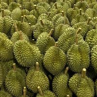 ขายทุเรียนพรีเมี่ยมเกรดส่งออก