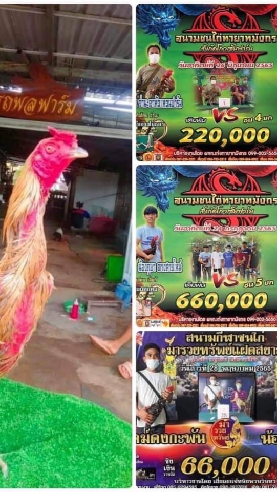 ขาวล้านฟาร์ม