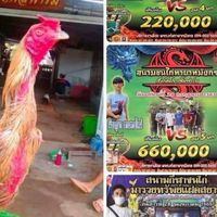 ขาวล้านฟาร์ม