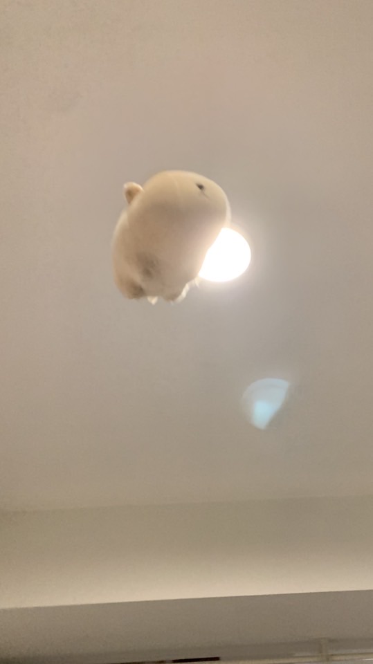 豚豚聊聊