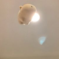 豚豚聊聊