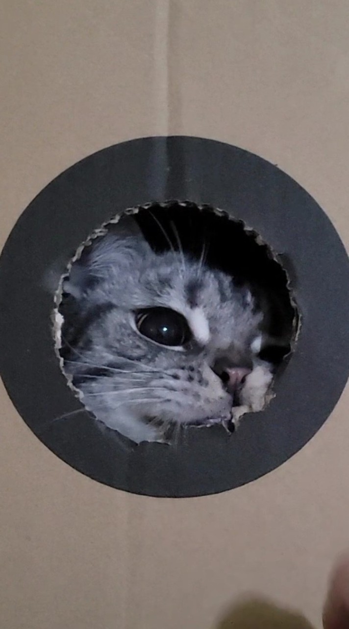 財財＆喜喜貓咪分享交流社🐱