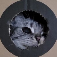 財財＆喜喜貓咪分享交流社🐱