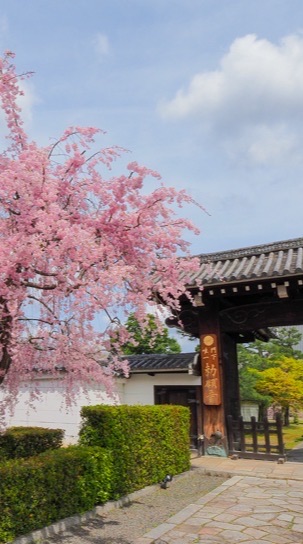 🌿‬🌹大人の雑談交流部屋🌹🌿‬全国版（☕•᎑•☕）