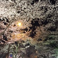 🌸日立ママの雑談部屋🌸