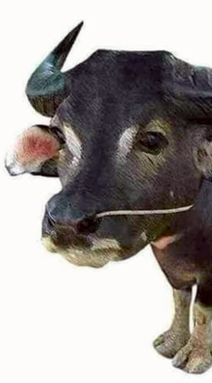 ด่ากันใครด่าเเพ้เลียตีนกุ