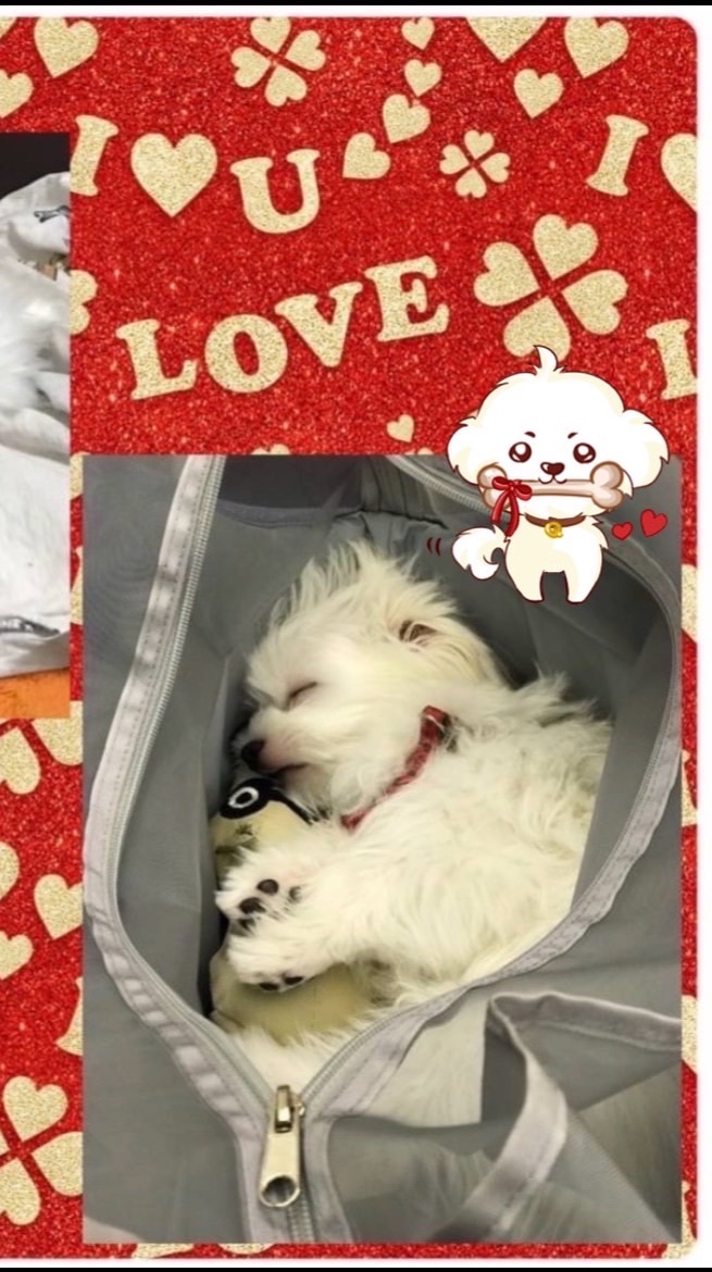 ❤️💙家～社群1（永遠💖Habu哈布& Fuki福氣）🐶🐶💜💙