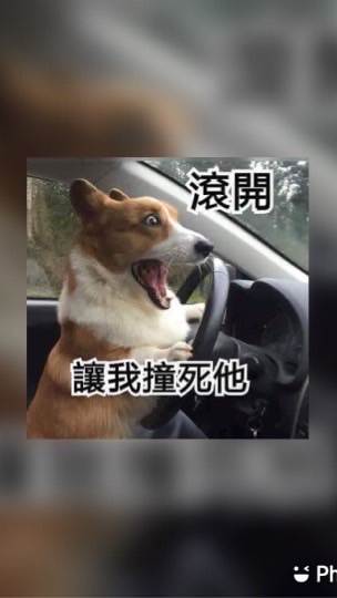 貓貓蟲🐱家族