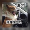 貓貓蟲🐱家族