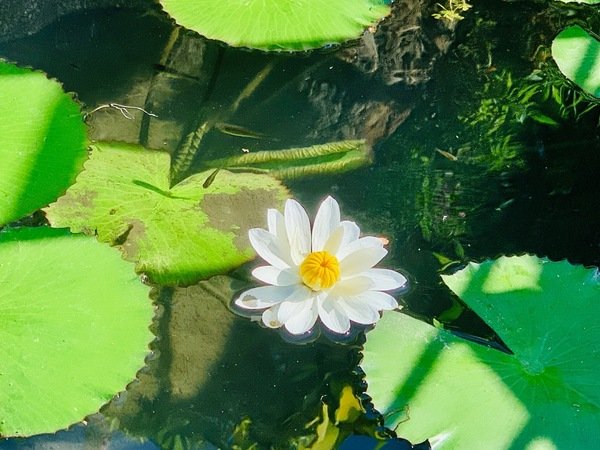 倪倪愛旅遊－『台中大坑一日遊推薦』台中近郊鳥語花香闔家出遊秘密花園-台中大坑紙箱王創意園區、東山水岸餐廳、東東芋圓直擊分享