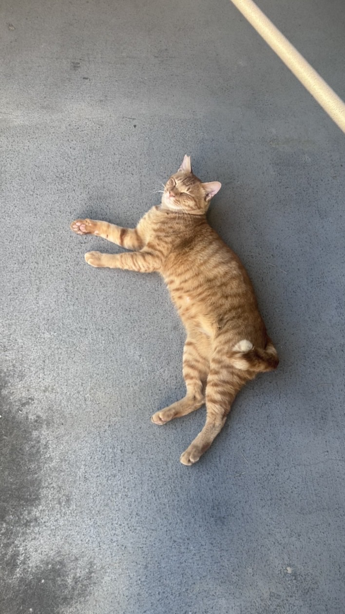 【九産大】お散歩同好会を作りたい