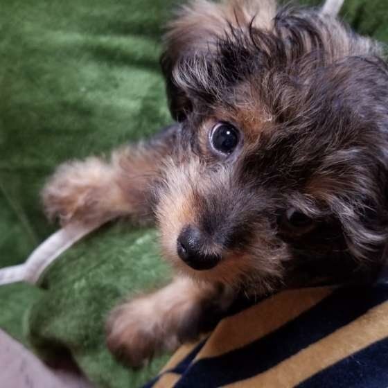 来客にどのくらい吠える 深刻度別 吠え への対応