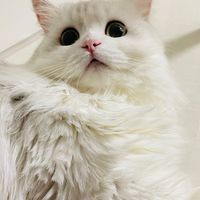代購區