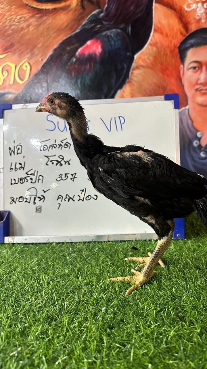 พัดชาฟาร์ม