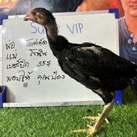 พัดชาฟาร์ม