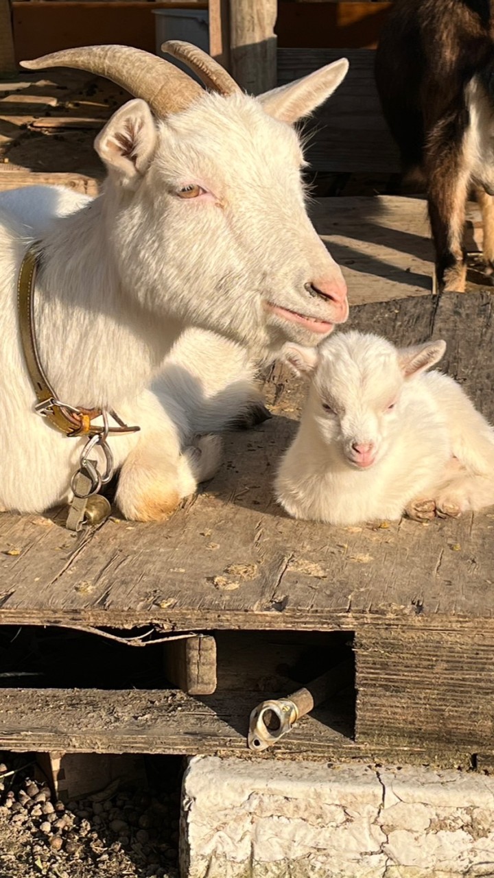 ヤギ好き　ヤギ飼い　雑談