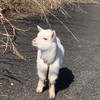 ヤギ好き　ヤギ飼い　雑談